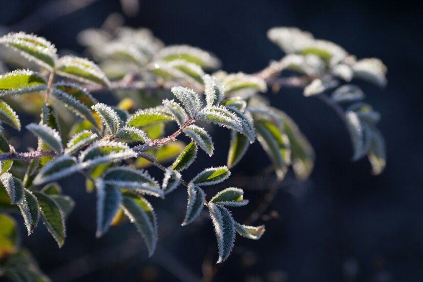 10 Solutions for Protecting Outdoor Plants from Frost