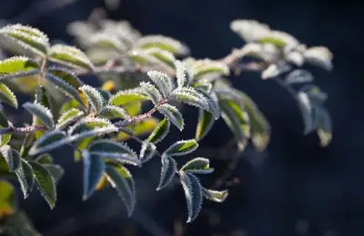 10 Solutions for Protecting Outdoor Plants from Frost