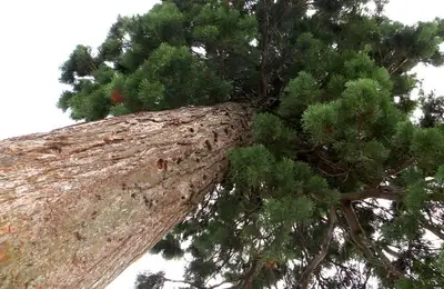 Planting Giant Sequoias: A Guide (VIDEO)