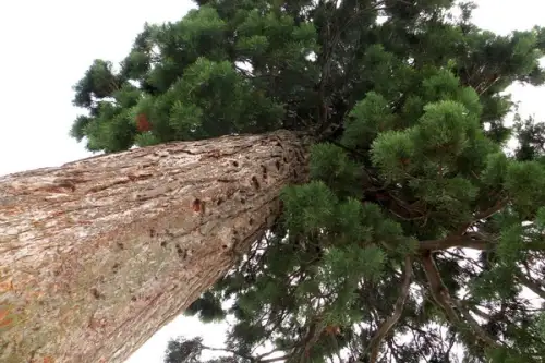 Cum se planteaza Sequoia Gigantea? (VIDEO)