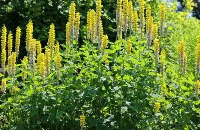 Jurnalul lui Alexandru: hrana nevăzută din grădină. De ce iubește rețeaua naturii banala Lumânărică