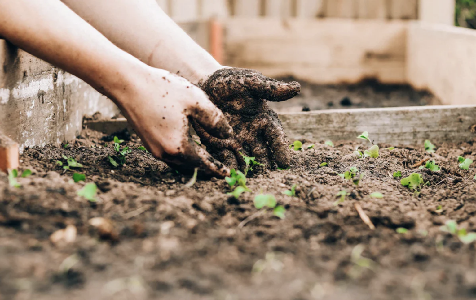 The Importance of Soil in Gardening: The Foundation of a Healthy Garden