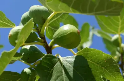 Secrets of Growing and Caring for Fig Trees: A Guide to Cultivating in Your Own Garden