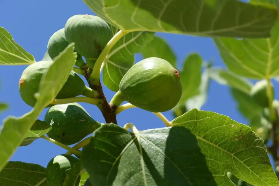 Secrets of Growing and Caring for Fig Trees: A Guide to Cultivating in Your Own Garden
