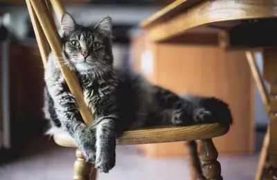 Creating a Stimulating Environment for Your Cat
