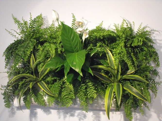 Living Walls: Decorative Accessories for Harmonizing Your Home with Nature