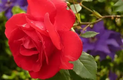 How to Use Coffee Grounds in the Garden