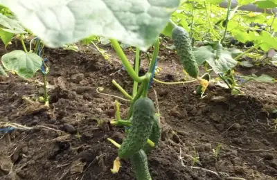 Ideal Plants for Growing Alongside Cucumbers