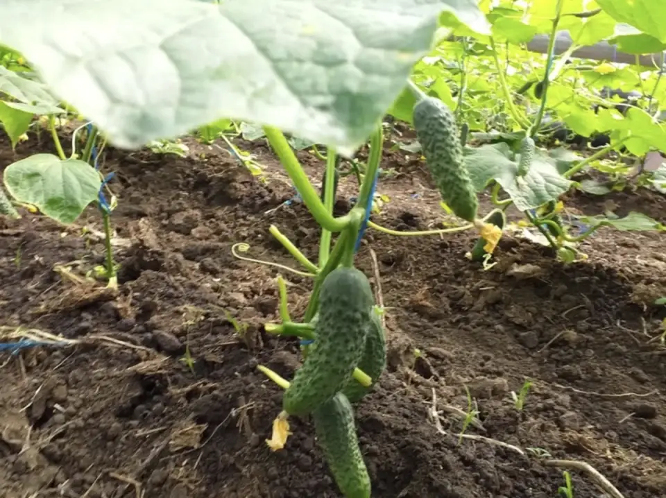 Plante ideale pentru a fi cultivate alături de castraveți