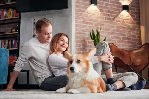 Sfaturi pentru menținerea unui apartament curat atunci când ai un animal de companie