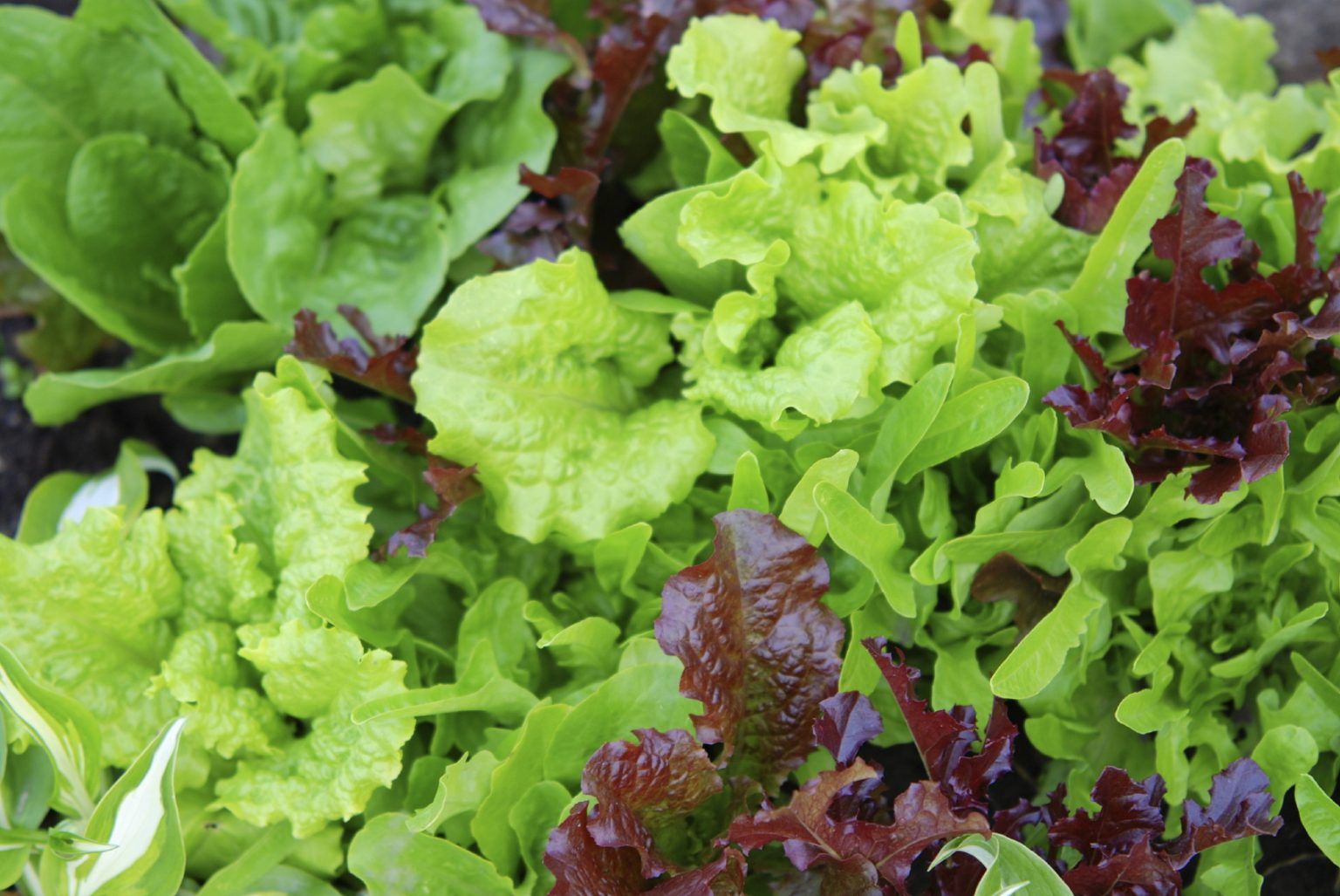 Cum sa plantezi salata verde in 5 pasi simpli (VIDEO)