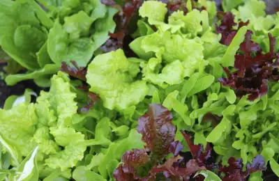How to Plant Green Lettuce in 5 Easy Steps (VIDEO)
