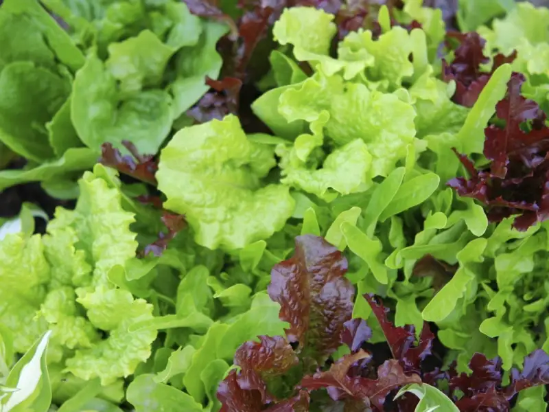 Cum sa plantezi salata verde in 5 pasi simpli (VIDEO)