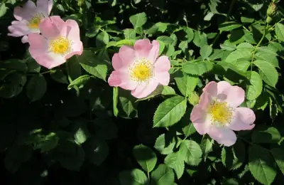 Macesul: Ornamental Plant, Medicinal Plant, and Hedge
