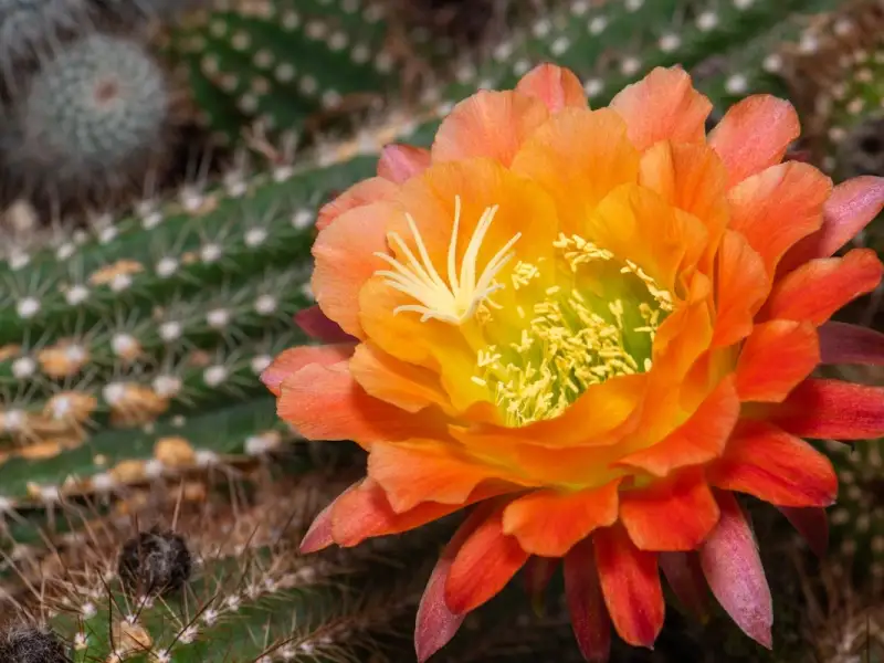 Plante de interior potrivite pentru o locuinta mai putin luminoasa