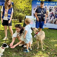 ASPA caută voluntari! Vrei să oferi o mână de ajutor (și o lesă!) cățeilor noștri la târgurile de adopții?