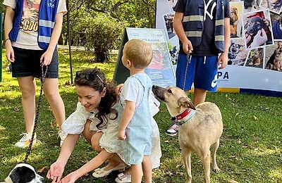 ASPA caută voluntari! Vrei să oferi o mână de ajutor (și o lesă!) cățeilor noștri la târgurile de adopții?
