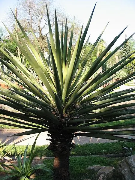 Yucca, arborele vietii