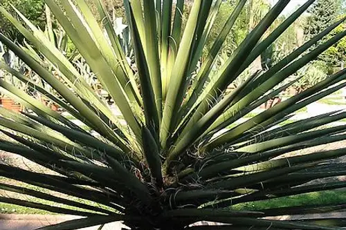 Yucca, arborele vietii
