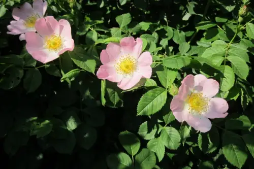 Macesul – planta decorativa, planta medicinala si gard viu