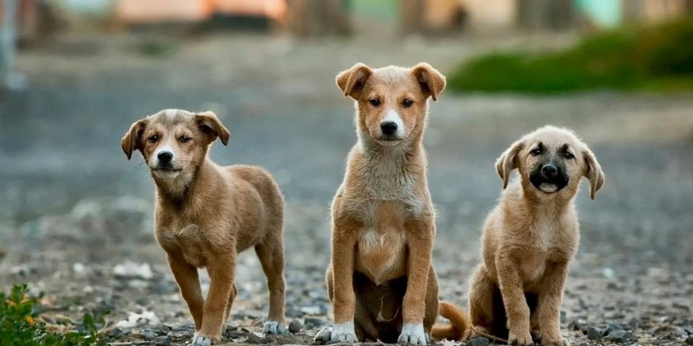 În Sectorul 2 se va desfășura un program de sterilizare gratuită a 500 de câini de rasă comună, cu sau fără stăpân