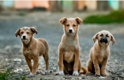 În Sectorul 2 se va desfășura un program de sterilizare gratuită a 500 de câini de rasă comună, cu sau fără stăpân