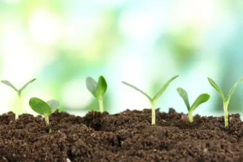 Lucrari in gradina si livada pentru luna martie