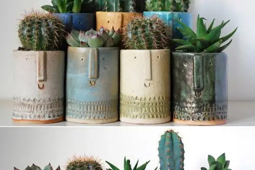 Cactusii – informatii utile despre amplasarea corecta