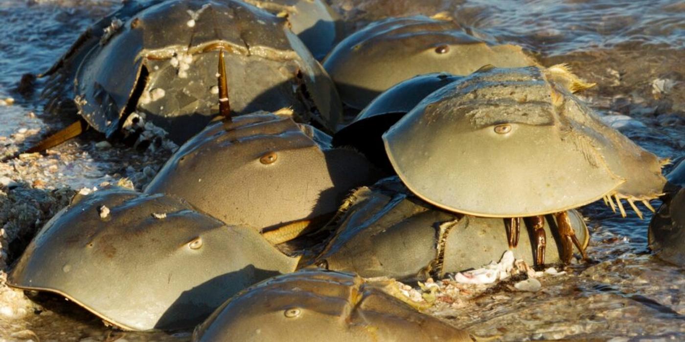 Crabul potcoavă și sănătatea noastră