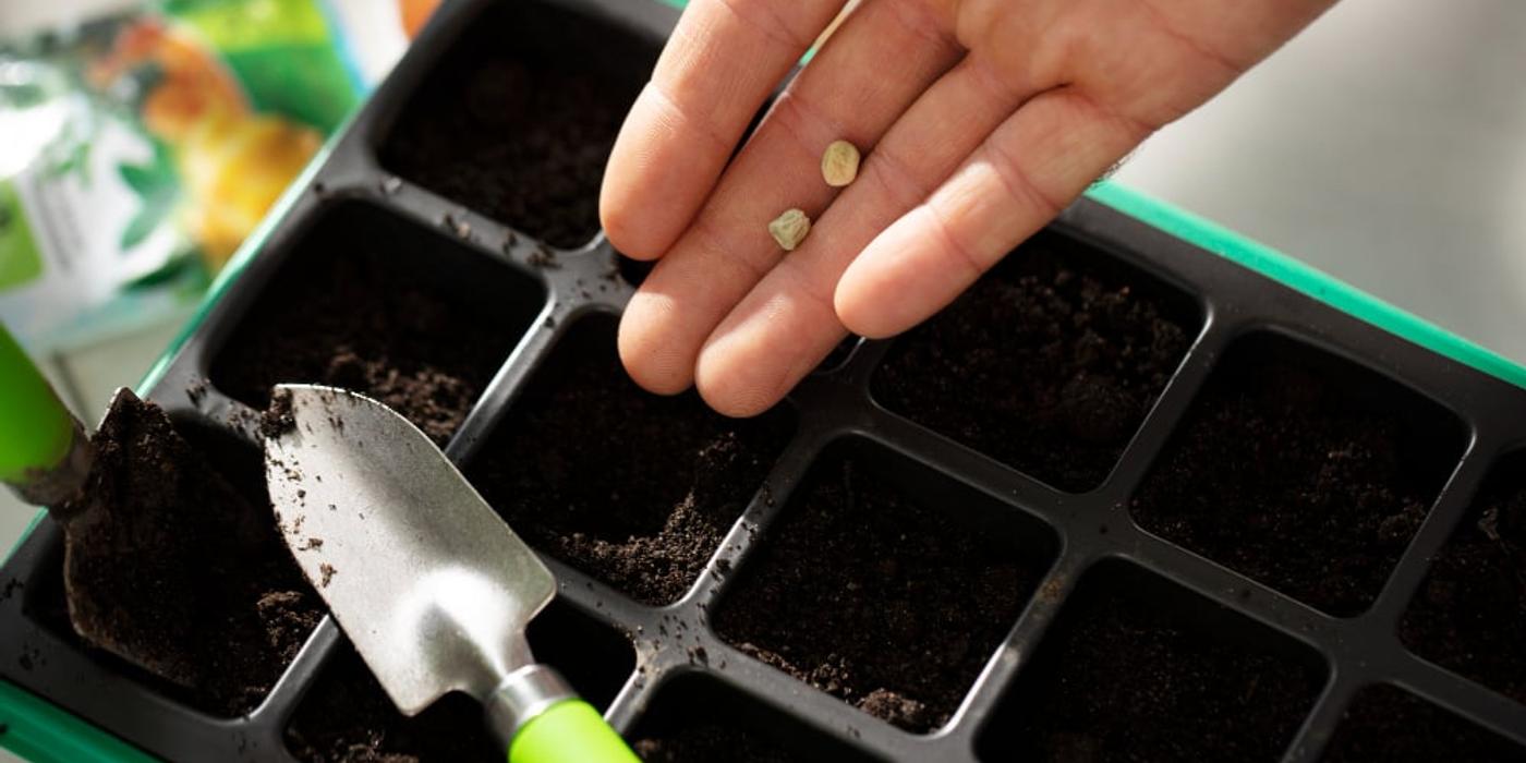 Criterii de selecție pentru semințele de legume în culturile hobby și profesionale