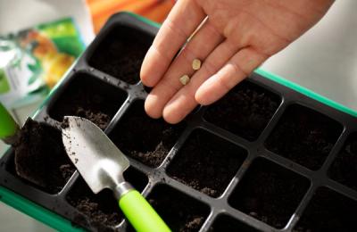 Criterii de selecție pentru semințele de legume în culturile hobby și profesionale