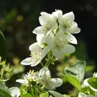 Iasomia, plantare si beneficii
