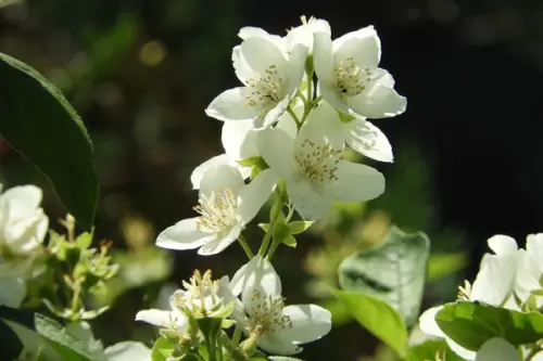 Iasomia, plantare si beneficii