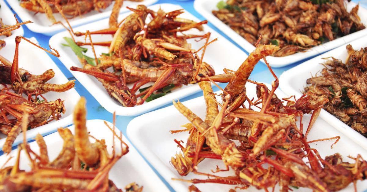 Produsele alimentare care conţin specii de insecte autorizate ca alimente noi vor fi prezentate în magazine în standuri separate, cu panouri de informare clare proiect