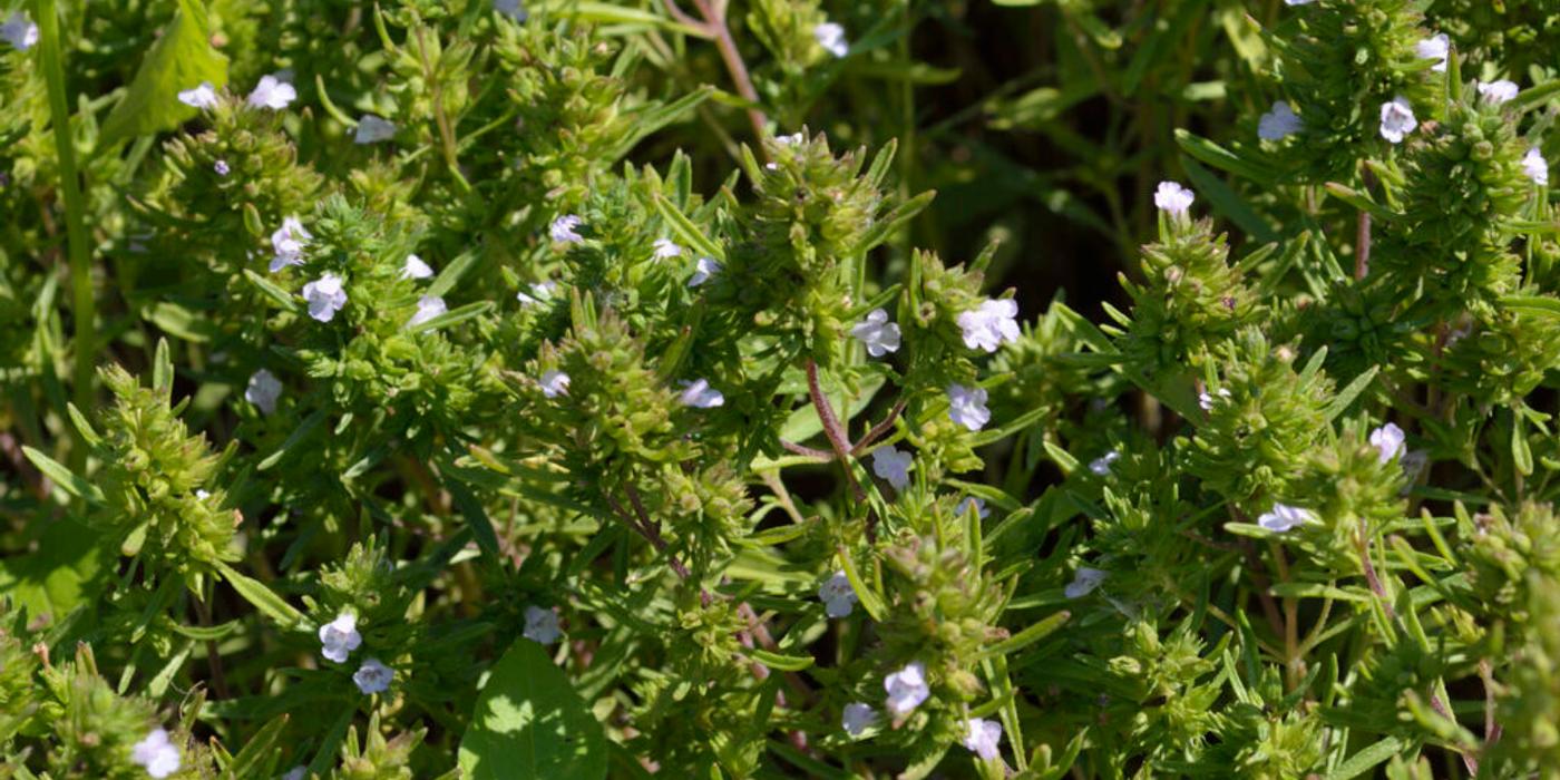 Cimbrul, planta care vindecă, parfumează și dă savoare