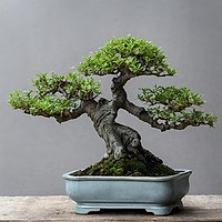 Cum alegi îngrășământul potrivit pentru bonsai și cum îl muți corect într-un ghiveci mai mare – ghid complet pentru îngrijire