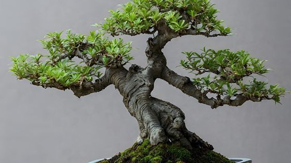 Cum îngrijim un bonsai în apartament: reguli esențiale pentru o plantă sănătoasă