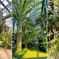 Serele Exotice din Parcul Drumul Taberei adoptă programul de vară. Află când poți vizita acest colț de natură spectaculos, supranumit „singurul loc din București unde primăvara și vara nu se termină niciodată”.