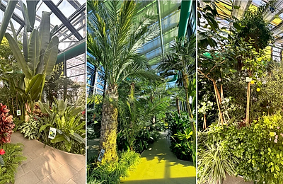 Serele Exotice din Parcul Drumul Taberei adoptă programul de vară. Află când poți vizita acest colț de natură spectaculos, supranumit „singurul loc din București unde primăvara și vara nu se termină niciodată”.