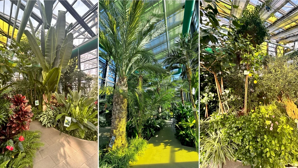 Serele Exotice din Parcul Drumul Taberei adoptă programul de vară. Află când poți vizita acest colț de natură spectaculos, supranumit „singurul loc din București unde primăvara și vara nu se termină niciodată”.