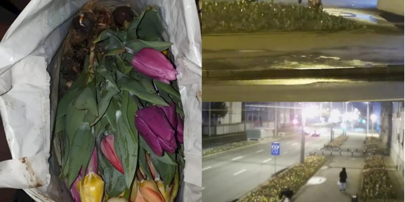 Furt de lalele la prima oră a dimineții în București