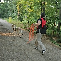 Mantrailing – Misiunea Prietenilor Canini un demers dedicat iubitorilor de câini și sport
