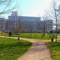 Doar 5 copaci replantați în Parcul Izvor din 2020. Lipsesc peste 300 pentru refacerea vegetației
