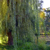 Salcia – Cum se planteaza o salcie? (VIDEO)