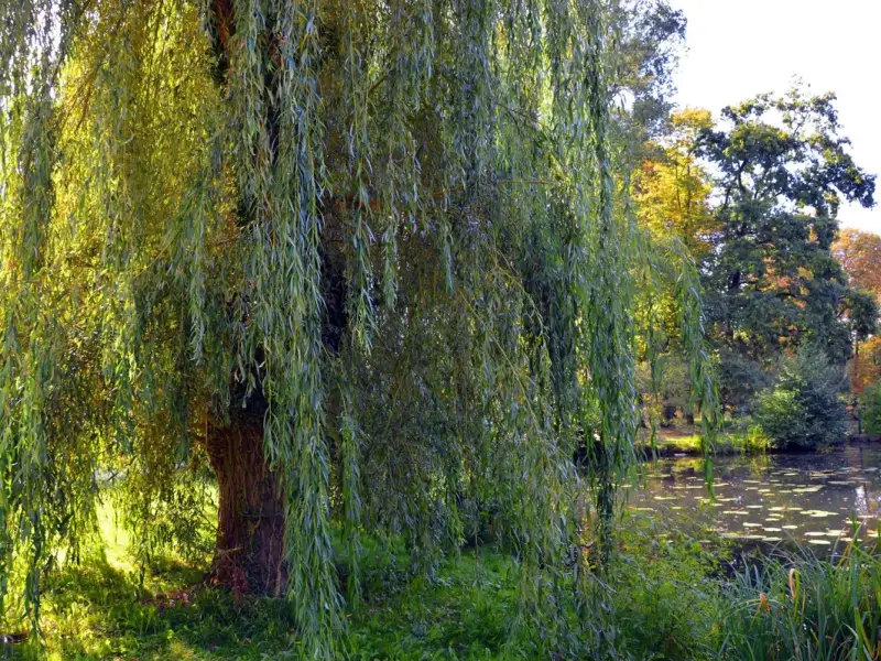 Salcia – Cum se planteaza o salcie? (VIDEO)