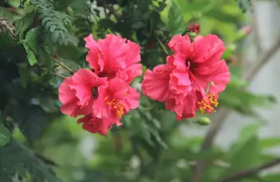 Trandafirul japonez – tot ce trebuie sa stiti despre ingrijirea acestei flori tropicale