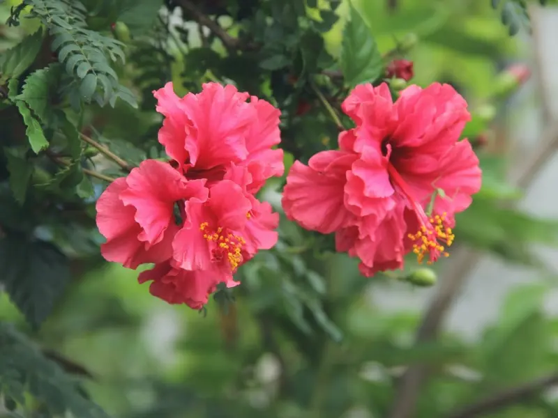 Trandafirul japonez – tot ce trebuie sa stiti despre ingrijirea acestei flori tropicale