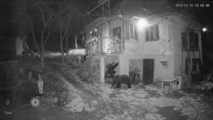 Urs surprins pe camerele de filmare, amplasate în curtea unei locuințe din satul Micești