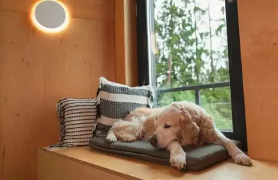 Creating the Ideal Resting Space for Your Dog in Your Home