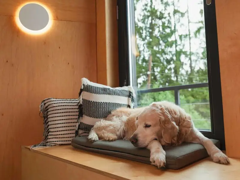 Cum să-i amenajezi câinelui locul ideal de odihnă în casa ta